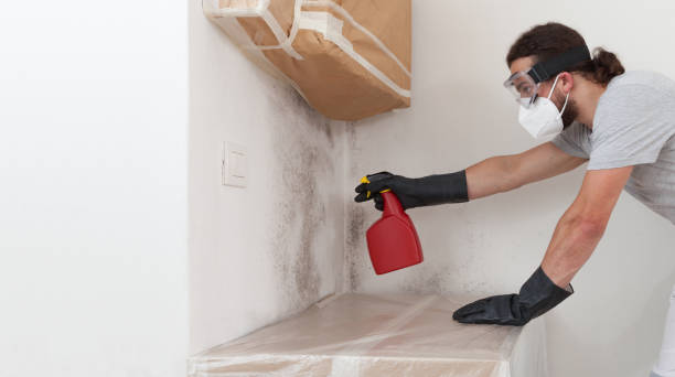 Professional Attic Mold Remediation technician working in Elizabethville, PA